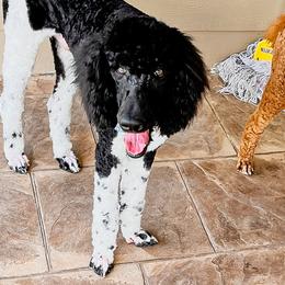 Poodles from The Garland’s Standard Poodle Breeders