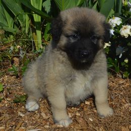 Boy 2 - Fawn Anatolian Shepherd Dog puppy in Black, Alabama from Pine Meadows Farm