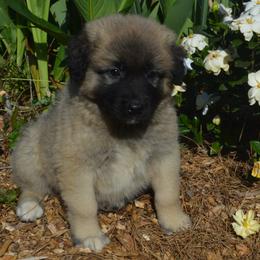 Boy 2 - Fawn Anatolian Shepherd Dog puppy in Black, Alabama from Pine Meadows Farm