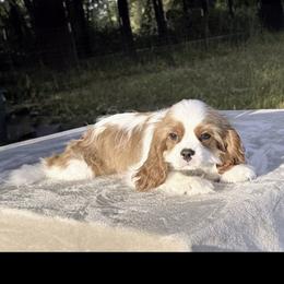 Prince Romeo - Blenheim male Cavalier King Charles Spaniel puppy in Beaverton, Oregon from Feray Valoir cavaliers