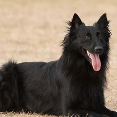 Belgian Sheepdogs from Volant Belgian Shepherds