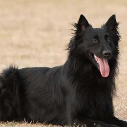 Belgian Sheepdogs from Volant Belgian Shepherds