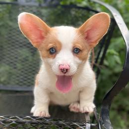 Crimson-Merle - Red merle and white female American Corgi puppy in Hope, Arkansas from Foxy Knoll Farm