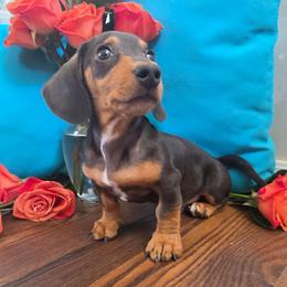 Dinky - Chocolate and tan male Dachshund puppy in Florence, Arizona from Doxie Town Az