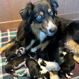 Sadie - Australian Shepherd