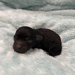 Moose - Black male Poodle puppy in Bee Branch, Arkansas from Scroggins Creek Doodles
