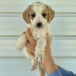 Chip - Parti male Goldendoodle puppy in Kenansville, North Carolina from J+A Family Doodles