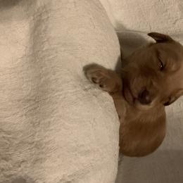 Goldendoodle Puppies from Hush Doodles