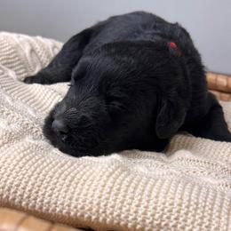 Black Female - Red Collar - Black female Giant Schnauzer puppy in St George, Utah from Schnauzer Ranch