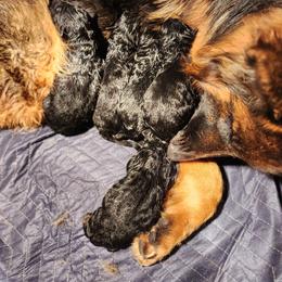Maja - Black and red female German Shepherd puppy in Los Lunas, New Mexico from Mali's German Shepherds LLC