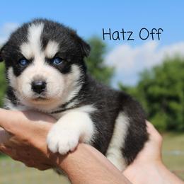 Cavapoo and Pomsky Puppies from Hatz Off Puppies
