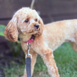 Haven - Cavalier King Charles Spaniel