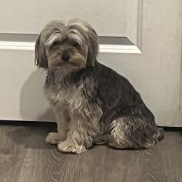 Grace - Yorkshire Terrier