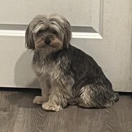Grace - Yorkshire Terrier