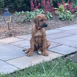 Rhodesian Ridgeback Puppies from River Rock Ridgebacks