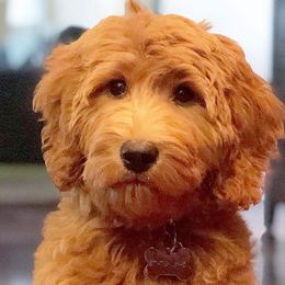 Goldendoodles from Sundial Goldendoodles