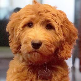 Goldendoodles from Sundial Goldendoodles