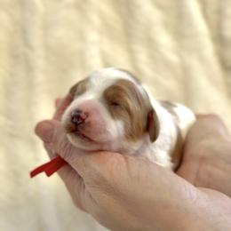 Red - Blenheim female Cavapoo puppy in Arlington, Texas from Van Haselen Poodles and Doodles