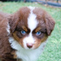 Piña colada - Red tri-color female Miniature American Shepherd puppy in South Branch, Michigan from Ross Ranch Mini and Standard Aussie's