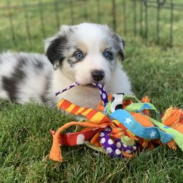 Aussiedoodle, Cavalier King Charles Spaniel, Miniature Australian Shepherd, and Toy Australian Shepherd Puppies from Triple Cross Aussies Triple Cross