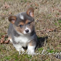 American Corgi and Pembroke Welsh Corgi Puppies from Half-Pint Corgis