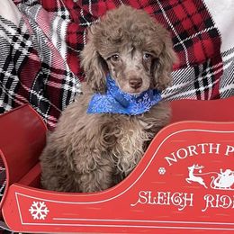 Bernedoodles, Labradoodles, and Poodles from New life kennels