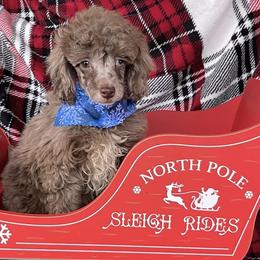 Bernedoodles, Labradoodles, and Poodles from New life kennels