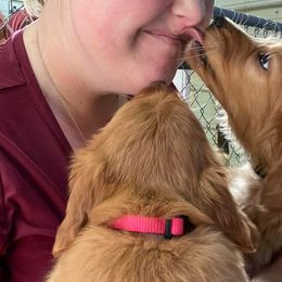 Golden Retriever Puppies from Mueller’s Furry Farm