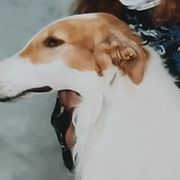 Borzois from Cherry Hill Borzois
