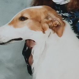 Borzois from Cherry Hill Borzois