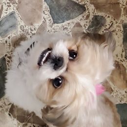 Shih Tzu Puppies from Furever Hometown Shih Tzu