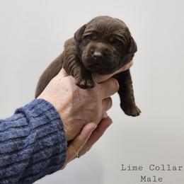 Pine - Lime Collar - Chocolate male Labrador Retriever puppy in Boyd, Minnesota from Lindley Labradors