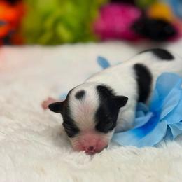 Boy 2 - male Chihuahua puppy in Lee Center, New York from Alfheim-Andromeda Chihuahua's (A &A's)