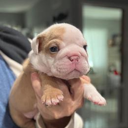 Cyrus  Lilac Fawn - Fawn and white male Bulldog puppy in Emporia, Kansas from Kansas Grand St English & French Bulldogs