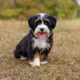 Shrimpy - Bernedoodle