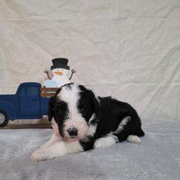 Nova - Black and white female Sheepadoodle puppy in Weatherford, Texas from Oodles of poodles and doodles