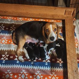 Jace - Black fawn and white male Beagle puppy in Brockway, Pennsylvania from Sugar Hill Hounds