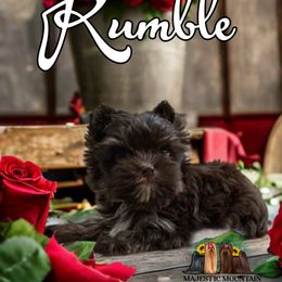 Yorkshire Terrier Puppies from Majestic Mountain Yorkies