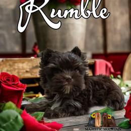 Yorkshire Terrier Puppies from Majestic Mountain Yorkies