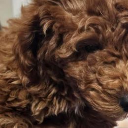 gray collar Girl 4 - Poodle puppy from Sondra's Miniature Poodles