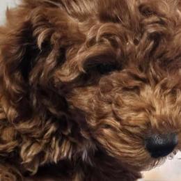 gray collar Girl 4 - Poodle puppy from Sondra's Miniature Poodles