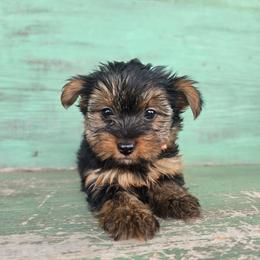 Mina - Black and tan female Yorkshire Terrier puppy in Mountain Grove, Missouri from Precious Puppies