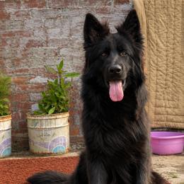German Shepherd Puppies from Von Gonzalez Kennel