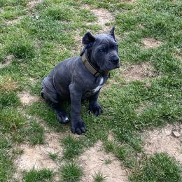 Cane Corso Puppies from Venom Cane Corsos