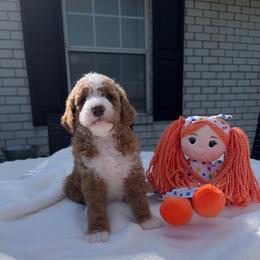 Lexie - Red  female Goldendoodle puppy in Estesburg, Kentucky from Wet Goldendoodle Kisses