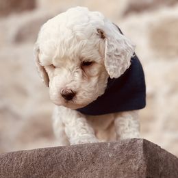 Goldendoodle and Poodle Puppies from Doodle Puppy Parti