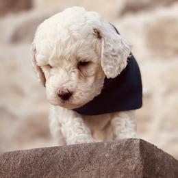 Goldendoodle and Poodle Puppies from Doodle Puppy Parti