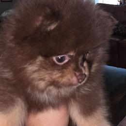 Dior - Chocolate and tan female Pomeranian puppy in Jacksonville, Florida from L'Orlean Kennels