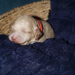 Jolene - Cream female Cockapoo puppy in Selma, California from Mollys Dollys