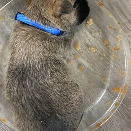Johnny (blue collar) - Wheaten brindle male Cairn Terrier puppy in Seymour, Indiana from Doug Joray & Holly Hill Cairn Terriers